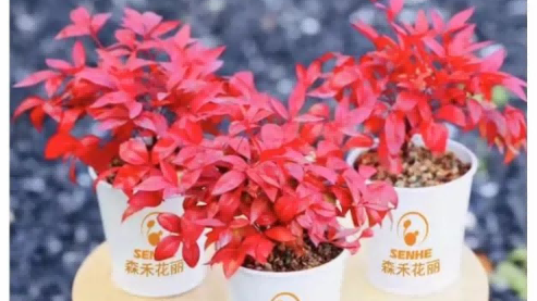 中国花卉协会绿化观赏苗木分会杂志专题报道总经理孙国强