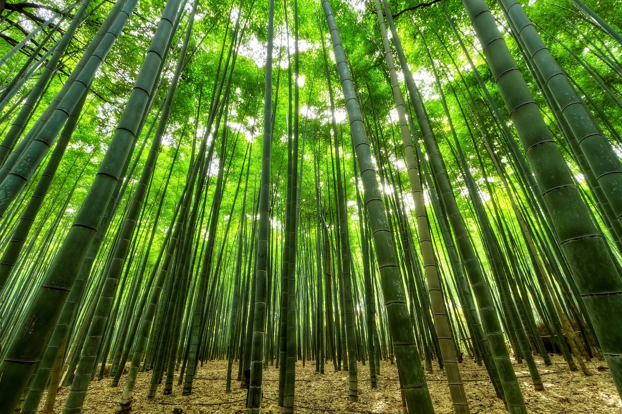 bamboo-1283976_1280.jpg